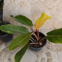گل طبیعی|گل و گیاه طبیعی|بندرعباس, |دیوار