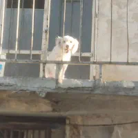 پودل ترییر ماده ۱۰ ماهه|سگ|باقرشهر, |دیوار