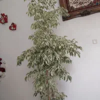 گل‌ فروش|گل و گیاه طبیعی|اسکو, |دیوار