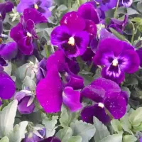 گل و گیاه فصلی|خدمات باغبانی و درختکاری|پاکدشت, پاکدشت (مامازند)|دیوار