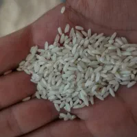 برنج عنبر بو خالص و یک دست قیمت مناسب|خوردنی و آشامیدنی|اصفهان, شیخ طوسی|دیوار