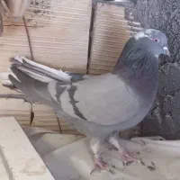 ماده نقره ای و قارایی|پرنده|سامان, |دیوار