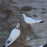 یه جفت کبوتر سرحال|پرنده|شاهینشهر, گرگاب|دیوار