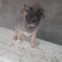 واگذاری توله سگ سرابی|سگ|یزد, |دیوار