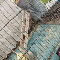 عروس هلندی|پرنده|جوانرود, |دیوار