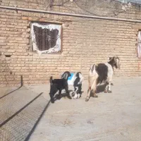 یک عددبزبادوتابزغاله