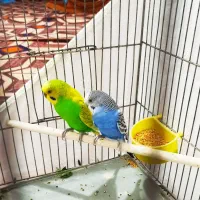 یک جفت مرغ عشق مولد بهمراه دوتا جوجه عروس هلندی|پرنده|نرماشیر, |دیوار