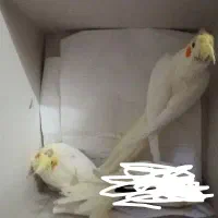 عروس هلندی لوتینو دوماهه دستی درشت و کشیده و جفت