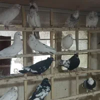 کبوتر بلندپرواز بومهن|پرنده|بومهن, |دیوار