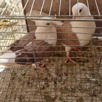 کفتر|پرنده|قم, باسکول|دیوار
