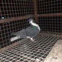 کبوترگمشده|حیوانات|شیراز, شهرک مطهری|دیوار