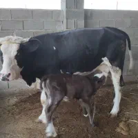 گاو گوساله دار