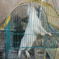 خرگوش سفید