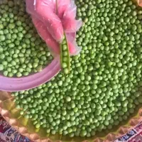 نخود سبز کیلویی۳۵۰۰۰۰ درجه یک
