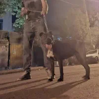 سگ پیتبول ماده|سگ|قم, نخودی|دیوار