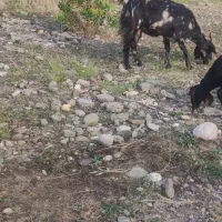 فروش بز دوقلو زا و بز پاکستانی که آبستن هستن