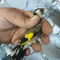سره نرو ماده .قناری|پرنده|ری, ولی آباد|دیوار