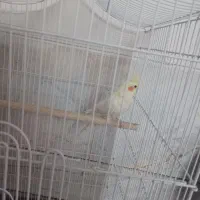 عروس هلندی|پرنده|لنجان, |دیوار