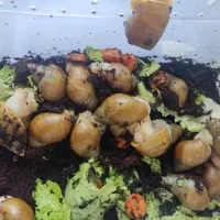 حلزون آلبینو