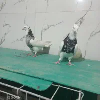 طوقی نروماده