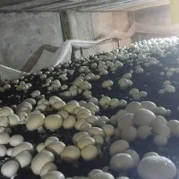 فروش قارچ کارگاه