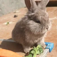 بچه خرگوش|موش و خرگوش|شاندیز, |دیوار