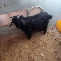 بزغاله نر|حیوانات مزرعه|اسفرورین, |دیوار