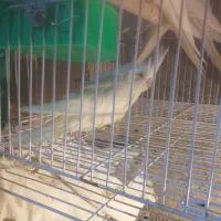 عروس هلندی|پرنده|زهک, |دیوار