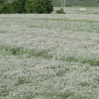 اجاره ۴ هکتار زمین کشاورزی