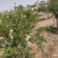 باغ با مجوز دیوار،فنس،سند تکبرگ|فروش دفتر صنعتی، کشاورزی، تجاری|اصفهان, قهاب جنوبی|دیوار