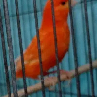 قناری ردفاکتور مست شلاقی