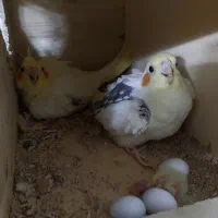 عروس هلندی خانگی دوکت|پرنده|اصفهان, جاوان|دیوار