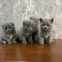 بچه گربه / بریتیش / رنگ بلو