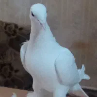 کبوتر مایا اوجاپاچا