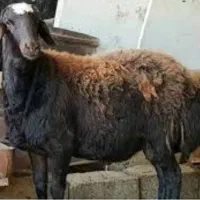 ذبح گاو گوسفندوگوساله