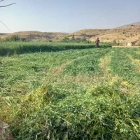 بذر تخم یونجه مائوپا|گل و گیاه طبیعی|جره و بالاده, |دیوار