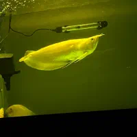 ماهی اروانا البینو و سوروم رد اسپات