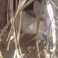 خرگوش گمشده