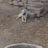 سگ11ماهه
