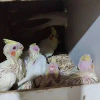 عروس هلندی لوتینو