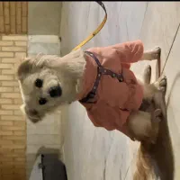 واگذاری سگ اشپیتز ماده۷ماهه/با شناسنامه/واکسن کامل