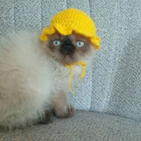 گربه پرشین سیامی|گربه|بندر کنگان, |دیوار