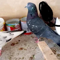 جفت پرشی با سرور ماوضه با طوقی نر