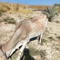 گاو فروشی|حیوانات مزرعه|مهرستان, |دیوار