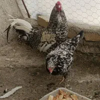 تخم مرغ نطفه دار گلین|حیوانات مزرعه|ری, شهرری|دیوار