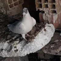 کفتر فروشی|پرنده|سربیشه, |دیوار