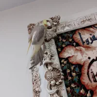 عروس هلندی نروماده