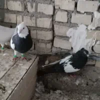 پرنده کبوترطوقی