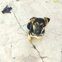 فروش توله ژرمن 2.5ماهه