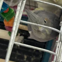 عروس هلندی ماده مولد|پرنده|قم, علی آباد سعدگان|دیوار